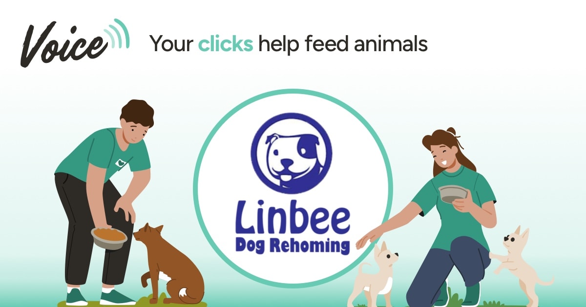 Linbee Syat Linbee Dog Rehoming - Voice - Yummypets