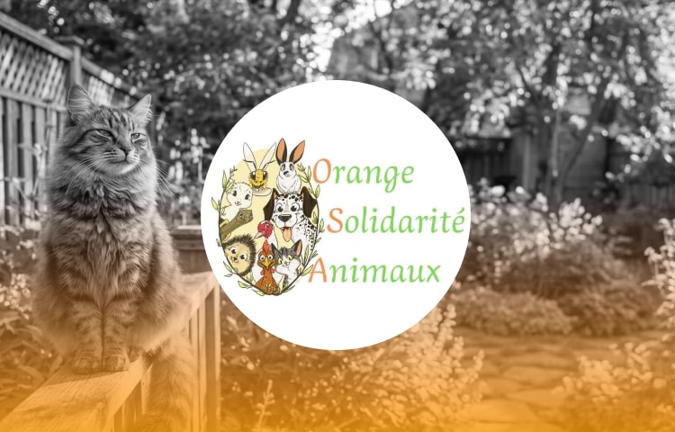 Orange Solidarité Animaux