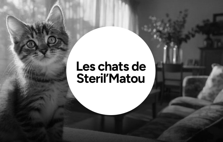 Les chats de Stéril'Matou 